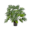 Philodendron