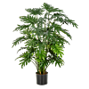 Philodendron Selloum
