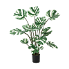 Monstera Deliciosa