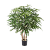 Aralia