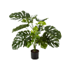 Monstera Deliciosa