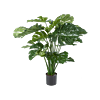 Monstera Deliciosa