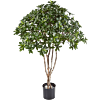 Euonymus Japonicus