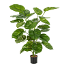 Epipremnum (Pothos)
