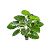 Alocasia Calidora
