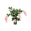 Medinilla