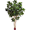 Grote Ficus Nitida