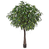 Ficus Alii