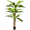 Bananenplant