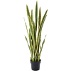Sansevieria