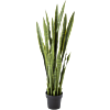 Sansevieria