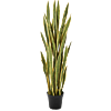 Sansevieria