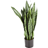 Sansevieria