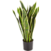 Sansevieria