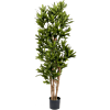 Dracaena Reflexa