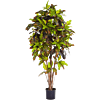 Croton