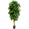 Schefflera