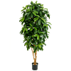 Schefflera