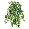 Klimop