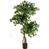 Ginkgo Biloba