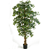 Ginkgo Biloba