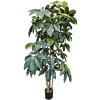 Schefflera