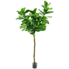 Fiddle Leaf Boom