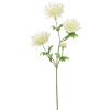 Spin-Gerbena