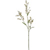 Groot Chasmantium