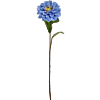 Zinnia