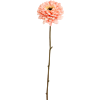 Zinnia
