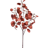 Grote Eucalyptus