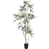 Aralia