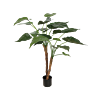 Alocasia Cucullata
