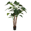 Alocasia Cucullata