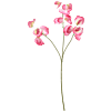 Lathyrus