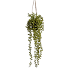 Philodendron