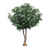 Ficus Alii