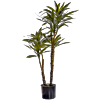 Yucca