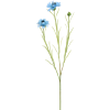 Korenbloem