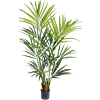 Kentia