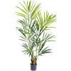 Kentia