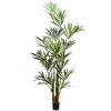 Kentia