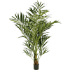 Kentia