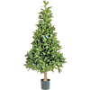 Laurier (Laurus Nobilis)