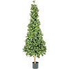 Laurier (Laurus Nobilis)