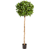 Laurier (Laurus Nobilis)