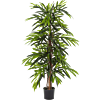Ficus Alii