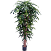 Ficus Alii