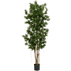 Podocarpus